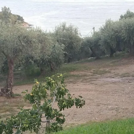 Olive By The Sea *